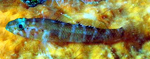 Gammogobius steinitzi_654